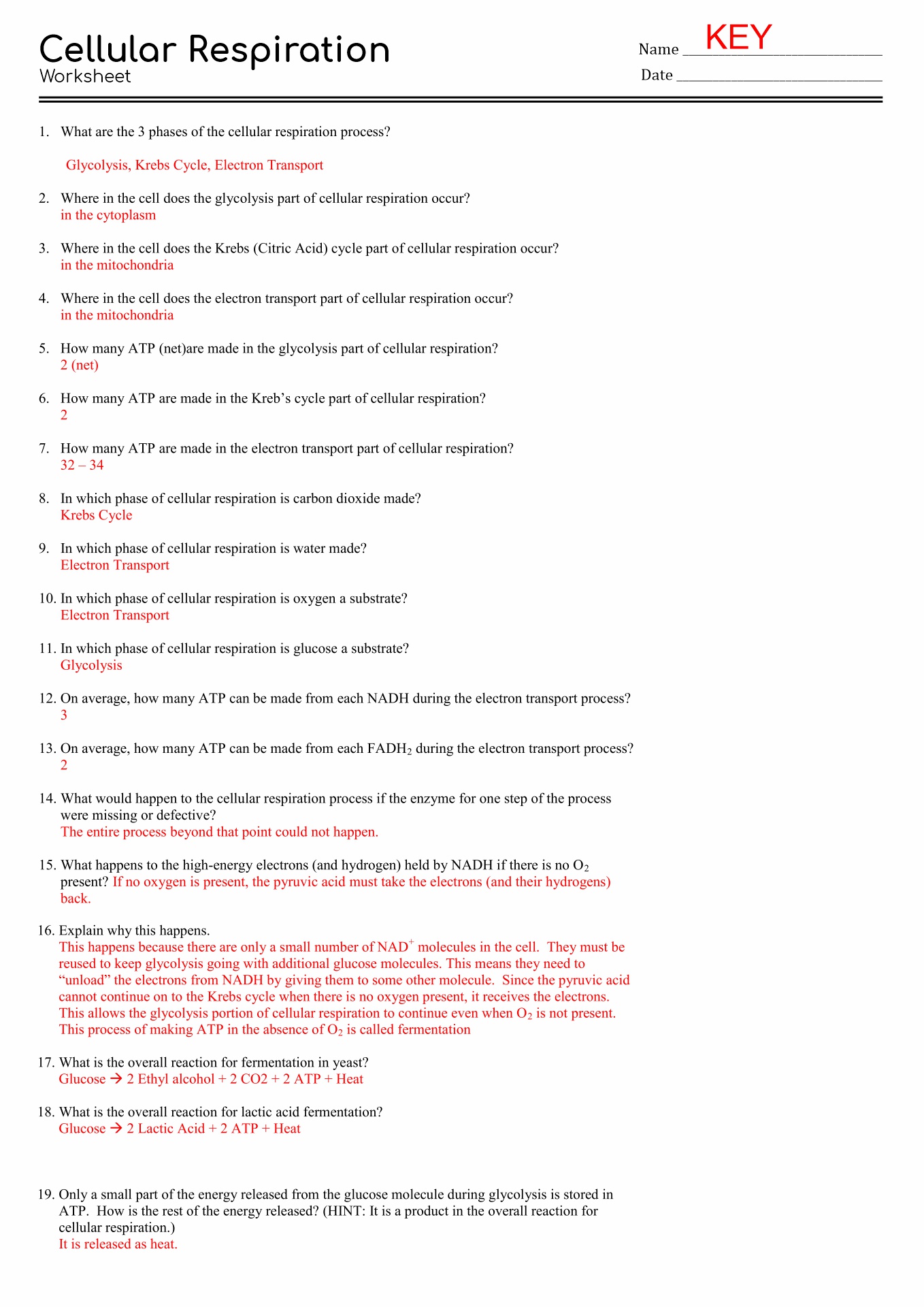 13 Best Images Of The Cell Cycle Worksheet Study Guide Cell Cycle