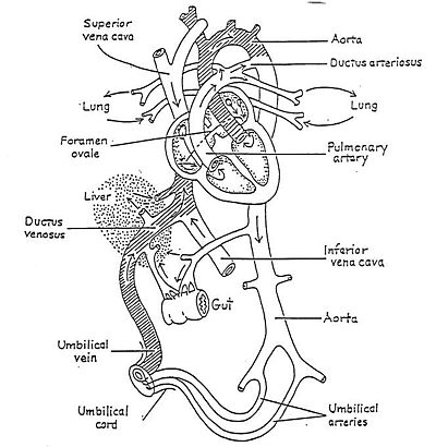 10 Best Images of Heart Blood Flow Worksheet - Fetal ...