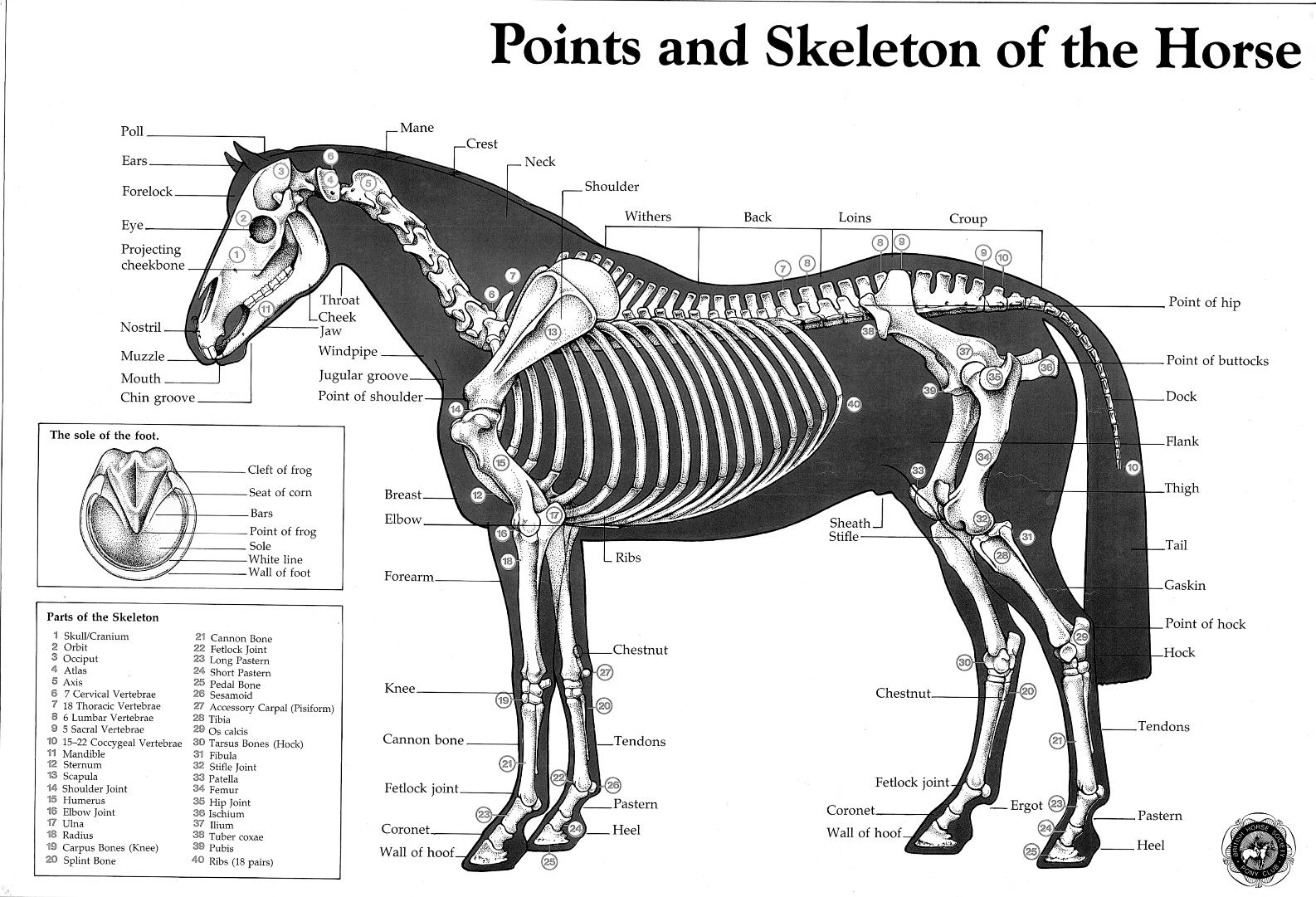 Parts Of The Horse Worksheet