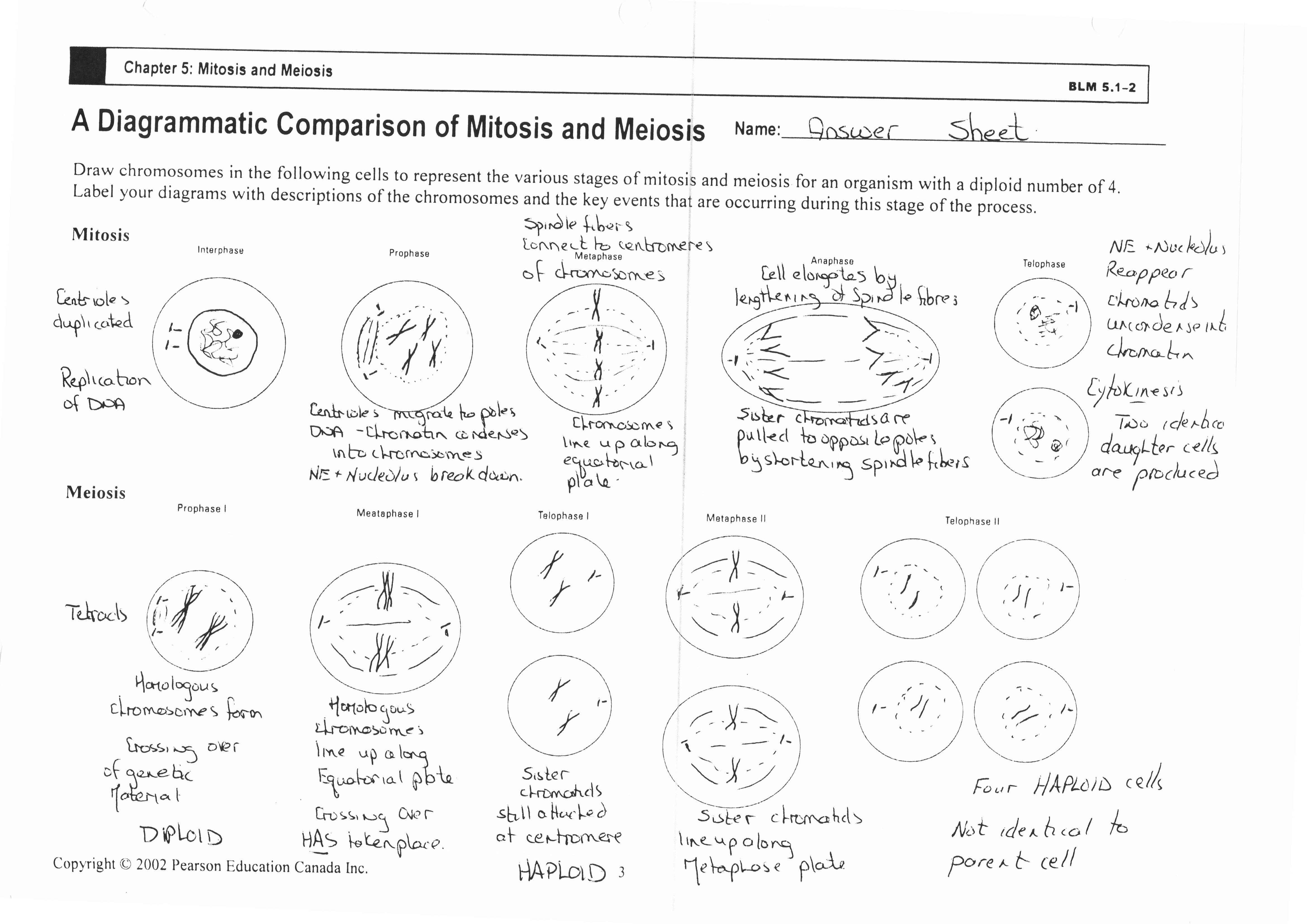 12 Best Images of Life Science Worksheet Answer - Cell Cycle Worksheet