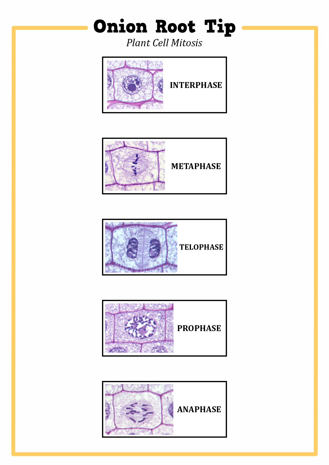 13-best-images-of-the-cell-cycle-worksheet-study-guide-cell-cycle-worksheet-answers-cell