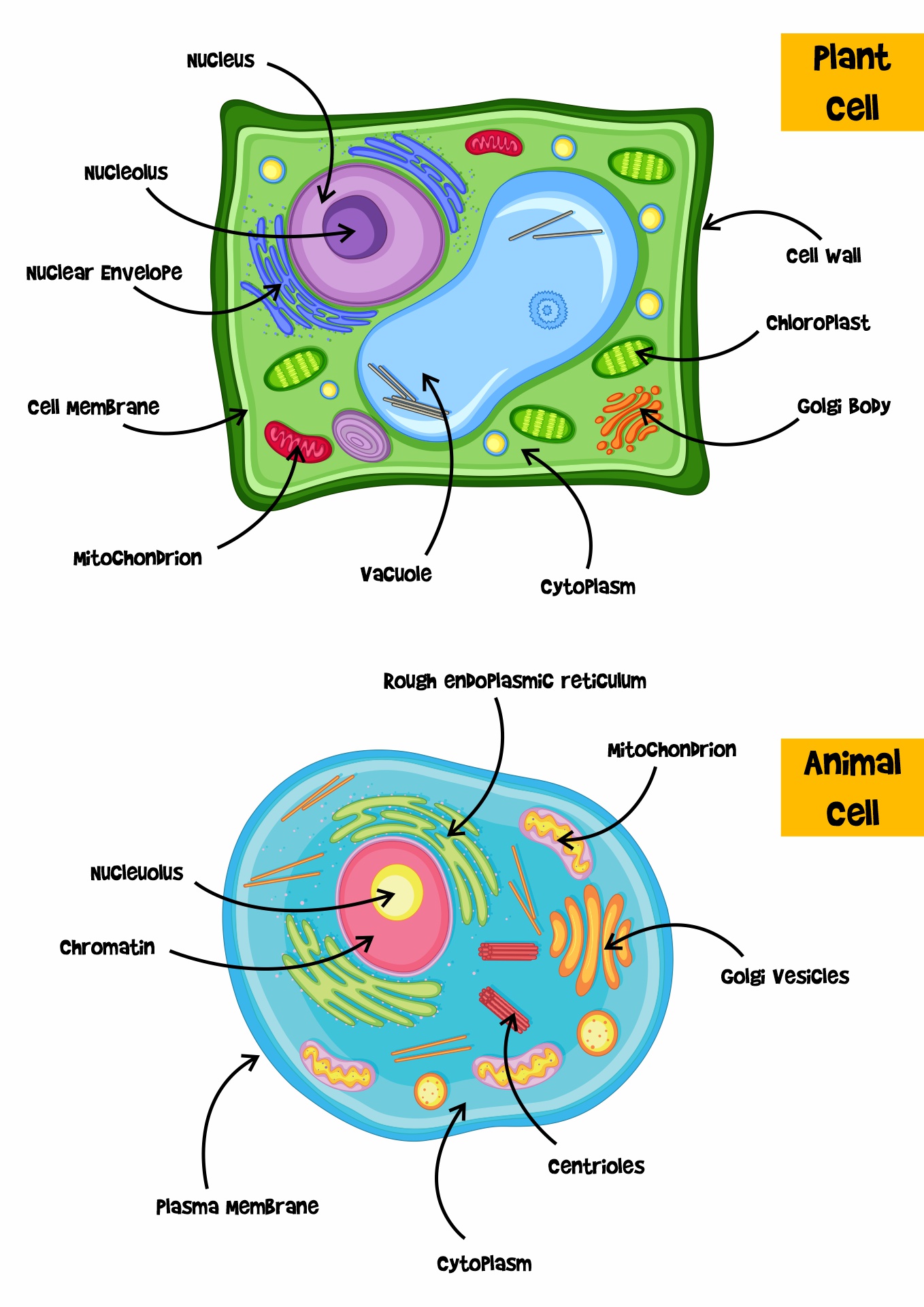 Similarities Between Plant And Animal Cells Quizlet At Francis Snyder Blog