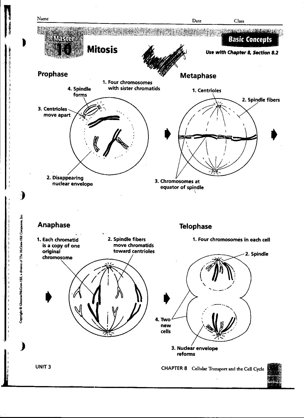 Molecules that can be easily absorbed by the body to use energy to build and nourish cells. 14 Best Images of Photosynthesis Worksheets With Answer ...