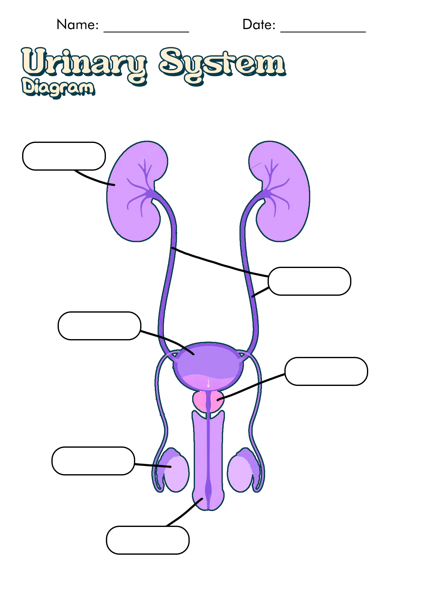 14 Best Images of Urinary System Worksheets - Blank ...