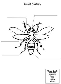 Label Parts of an Insect Worksheet