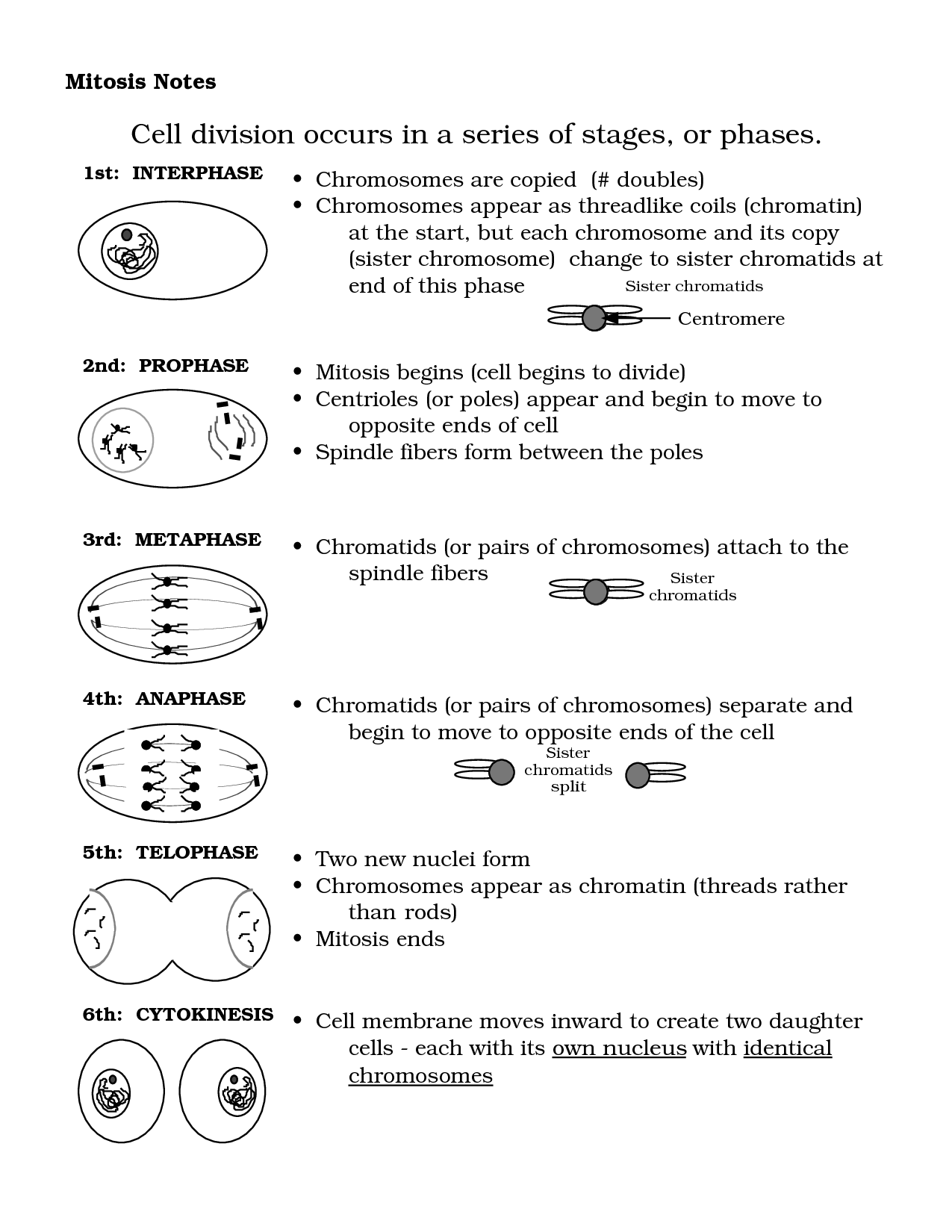 12 Best Images of Cell Division Worksheet  Mitosis Notes Worksheet Answers, Mitosis Worksheet 