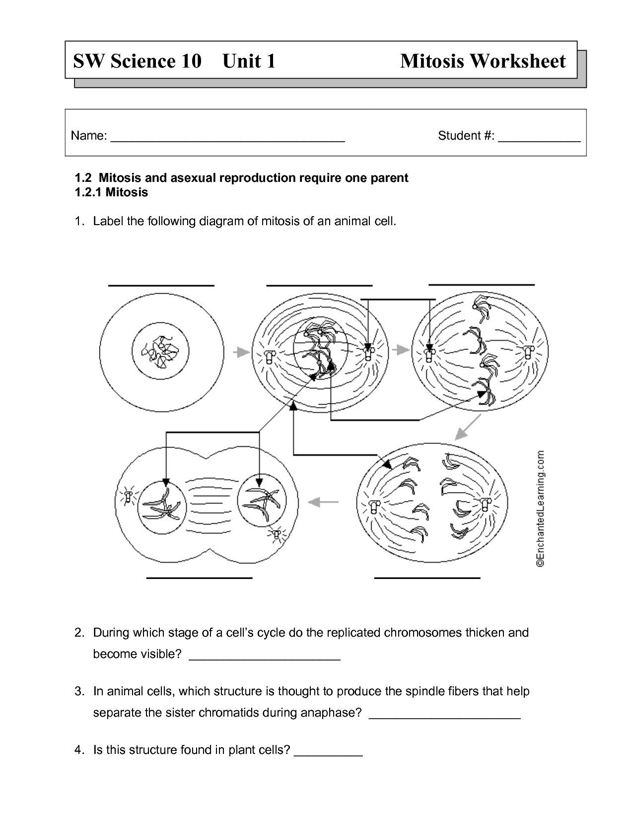 Cell Division Worksheet Answers