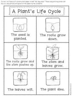 Plant Life Cycle Activities Worksheets