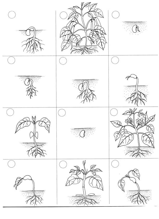 13 Best Images of Flower Cut And Paste Worksheets - Cut and Paste
