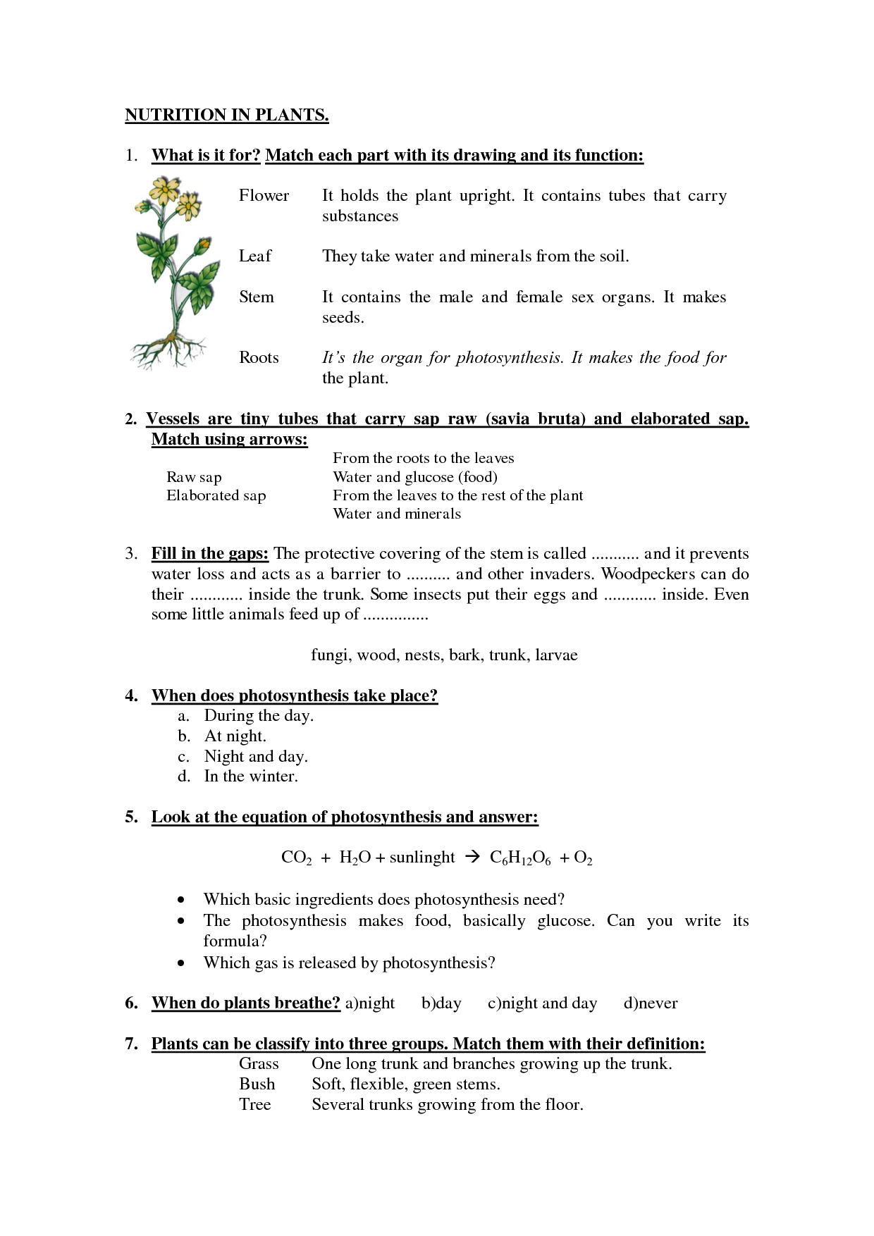 Plant Nutrition Worksheet