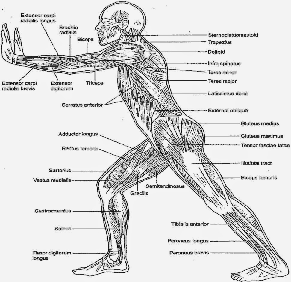 14 Best Images of Anatomy Worksheet Chapter 4 - Skin ...