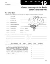 Gross Anatomy of the Brain and Cranial Nerves Review Sheet