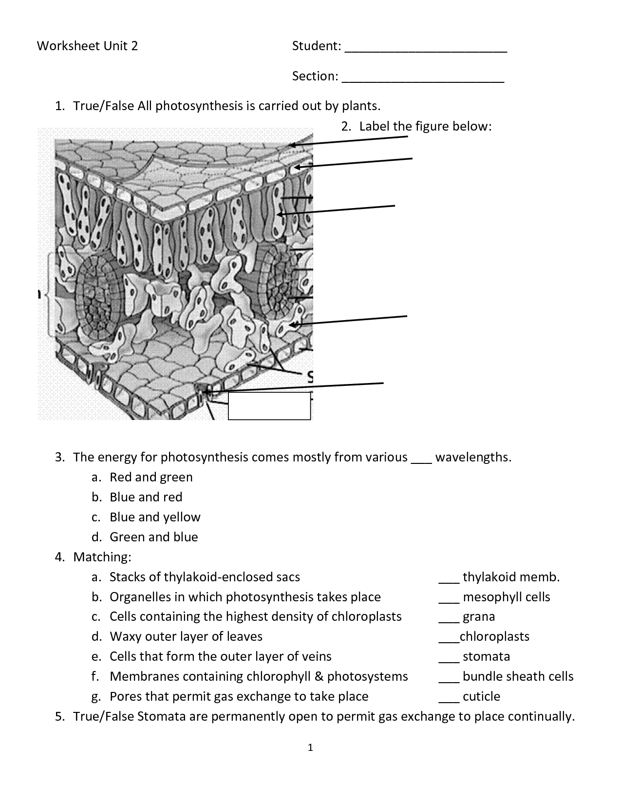 Photosynthesis Diagram Worksheet Answers