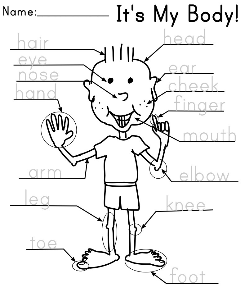 Free Printable Body Parts Worksheets