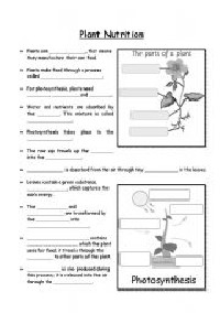 Middle School Nutrition Worksheets