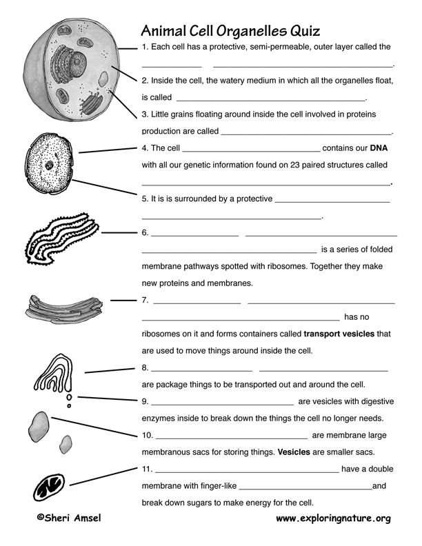 Cell Organelles Worksheet Answers