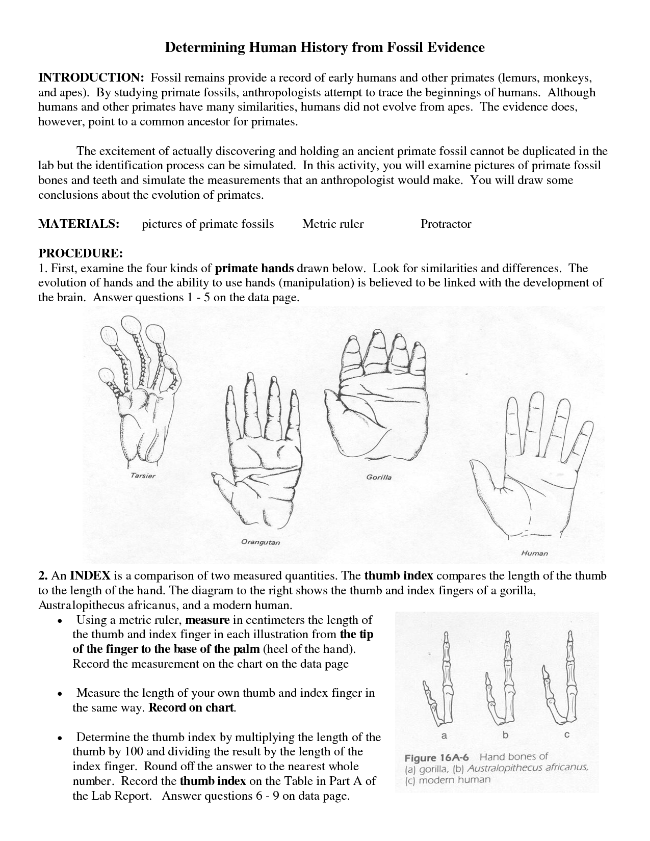 Evidence For Evolution Worksheet Answers