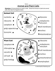 Plant and Animal Cell Worksheet
