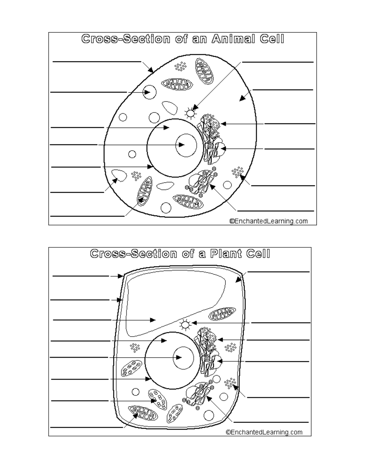 13 Best Images of Plant Coloring Worksheets - Animal Cell ...