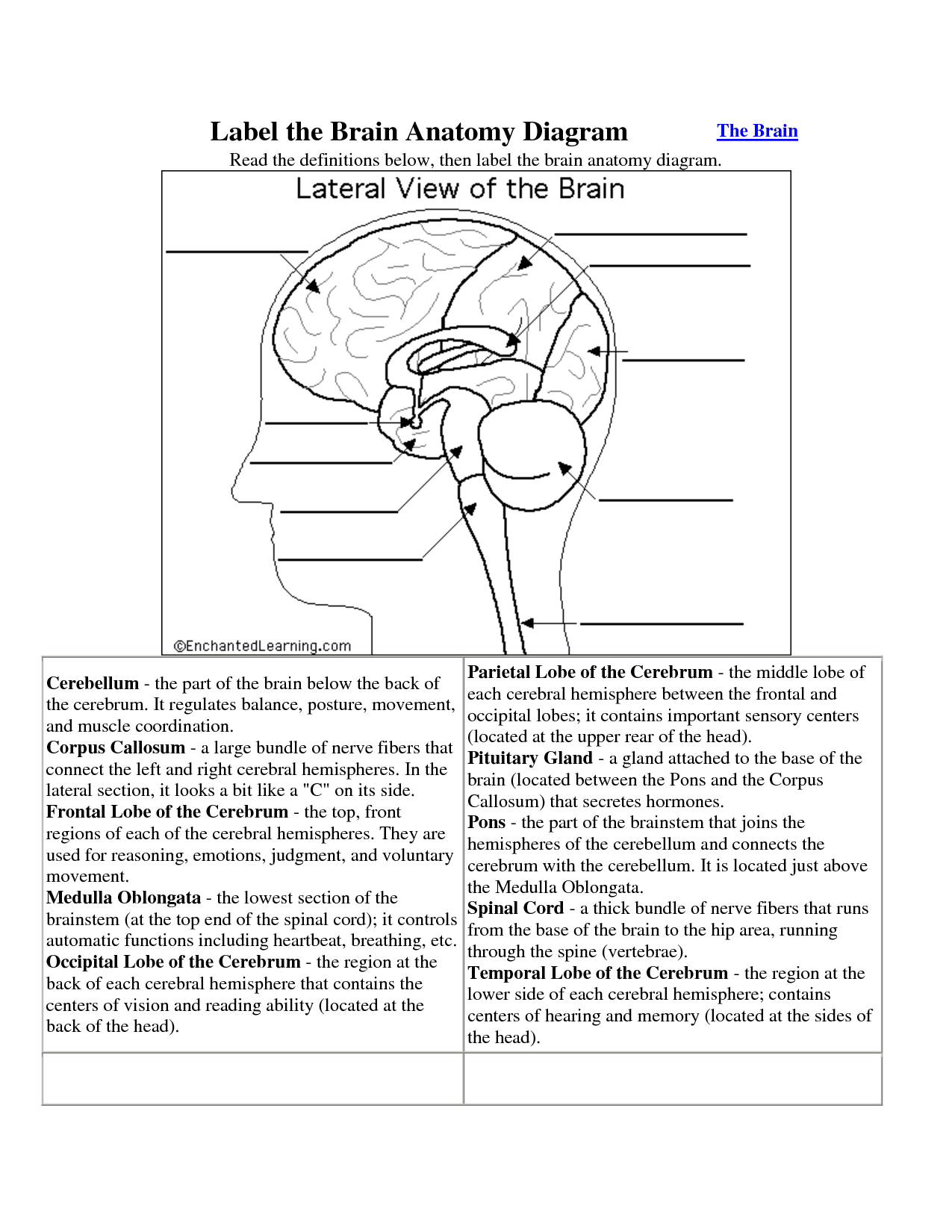 Brain Anatomy Diagram Label