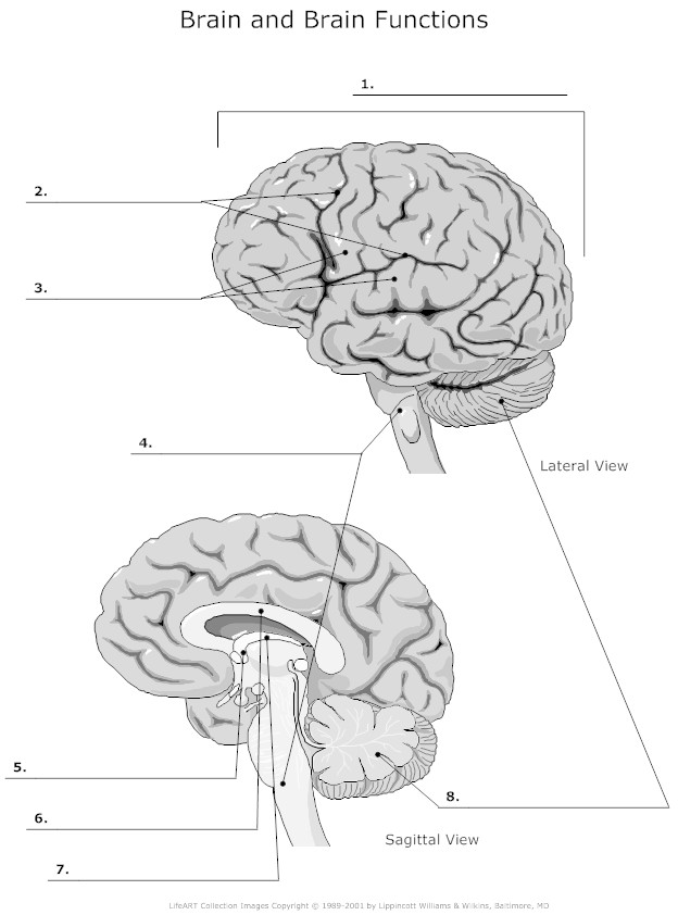 7 Best Images of Functions Of The Brain Worksheet - Brain Anatomy