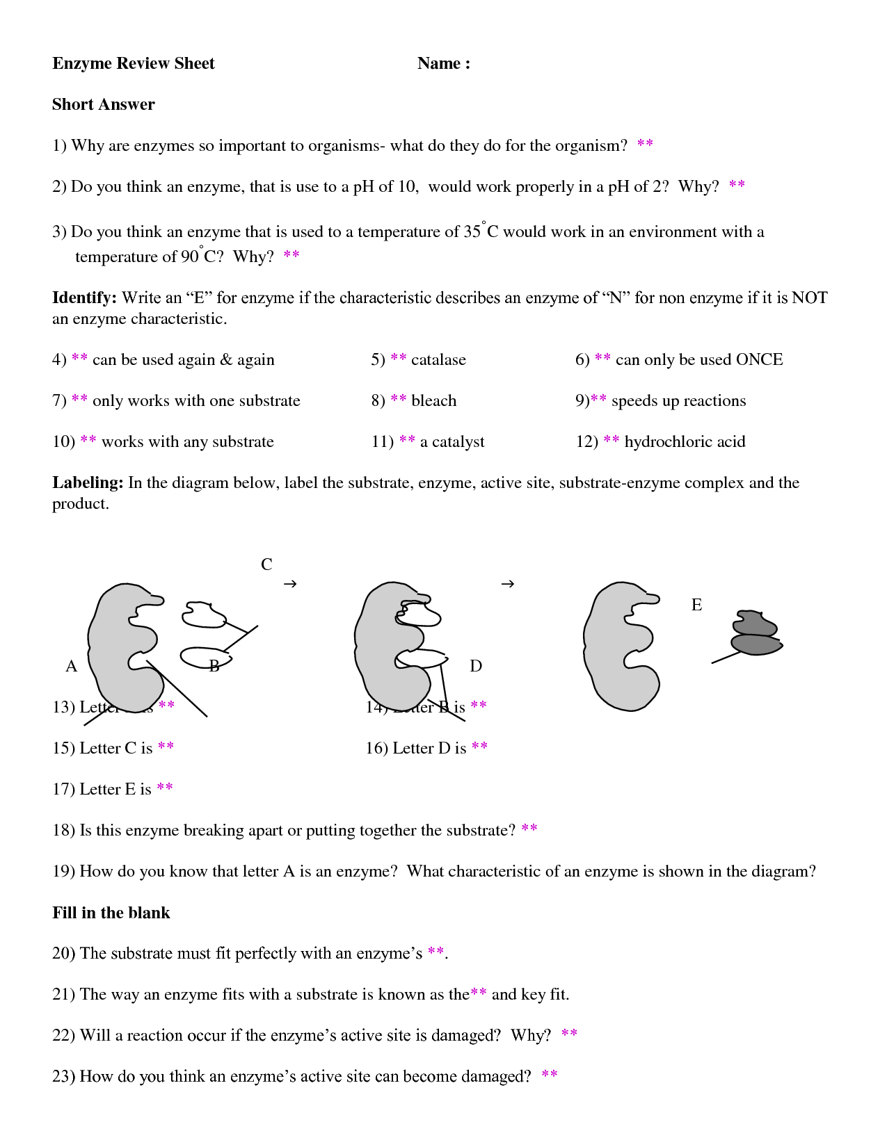 20 Best Images of Enzymes And Chemical Reactions Worksheet  Chemical Reactions and Enzymes 