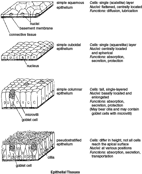 Epithelial Tissue Types and Functions