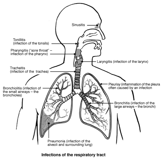 Lower Respiratory System Diagram