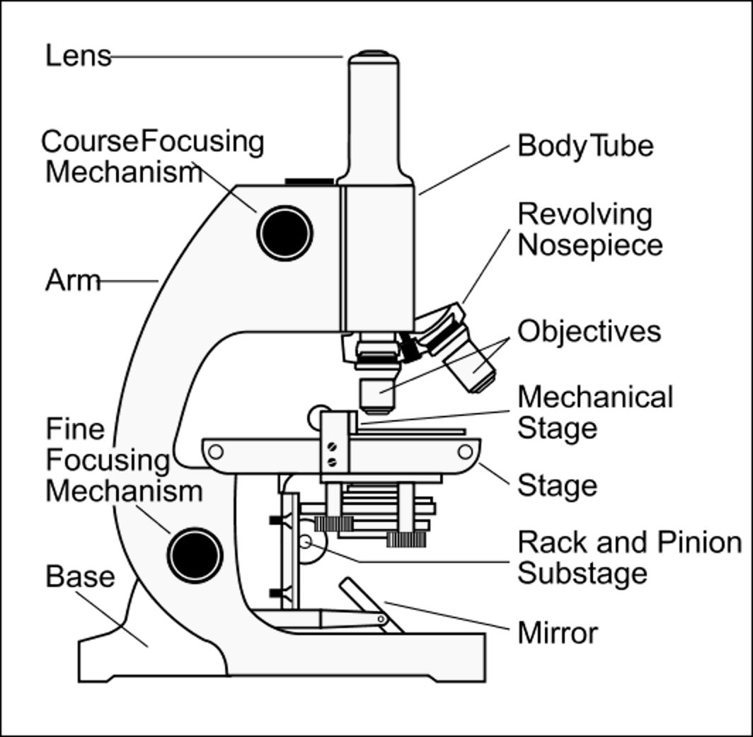 Parts Of A Microscope Worksheet