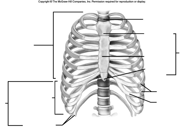 8 Best Images of Rib Cage Worksheet - Rib Cage Diagram Unlabeled, Right