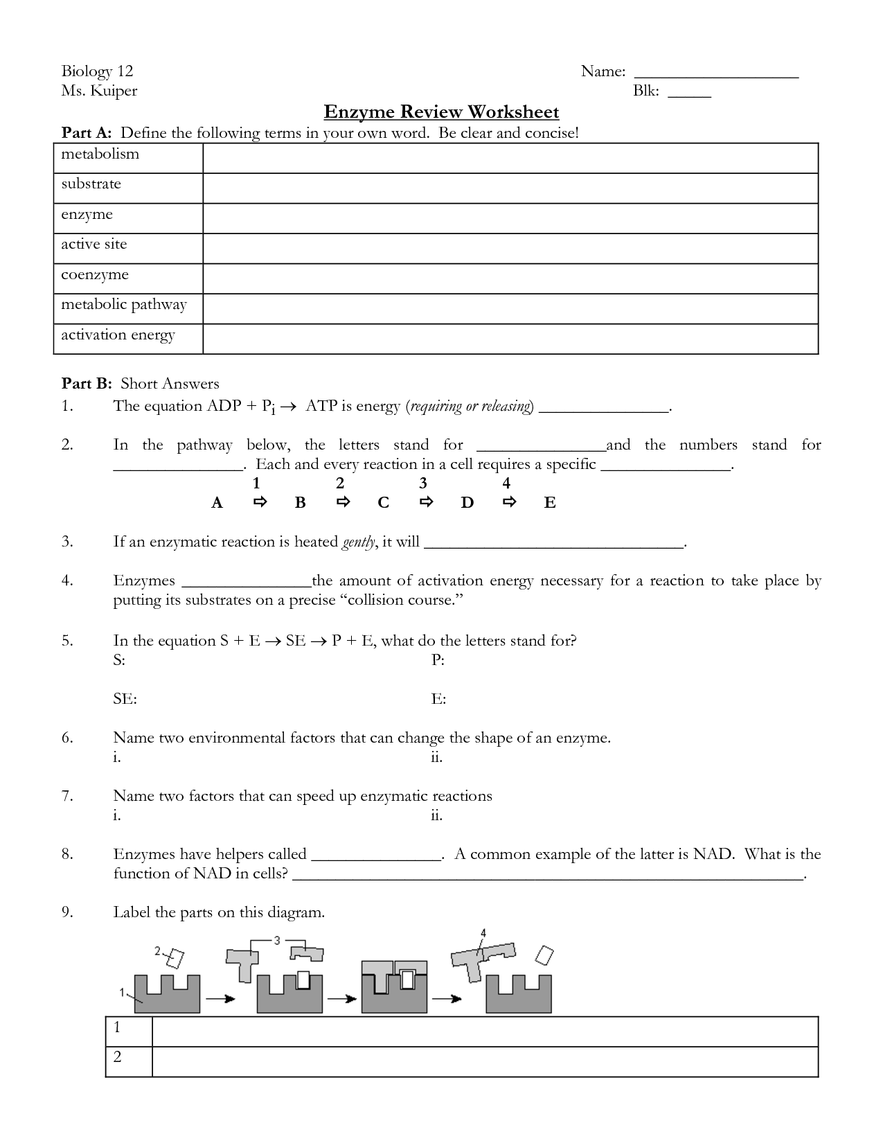 20 Best Images of Enzymes And Chemical Reactions Worksheet  Chemical Reactions and Enzymes 