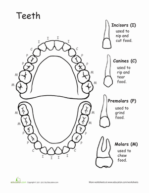 6 Best Images of Teeth Names Worksheet - Tooth Anatomy Worksheets