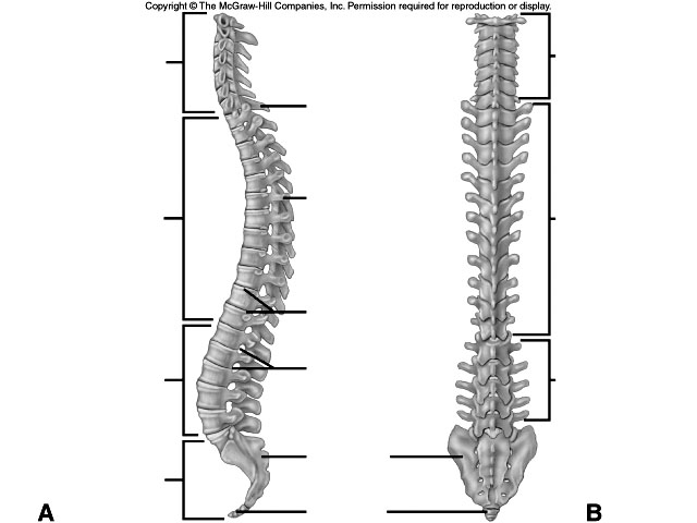 8 Best Images of Rib Cage Worksheet - Rib Cage Diagram Unlabeled, Right