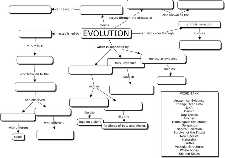 10 Best Images of Evolution Worksheets Biology - Evolution Concept Map