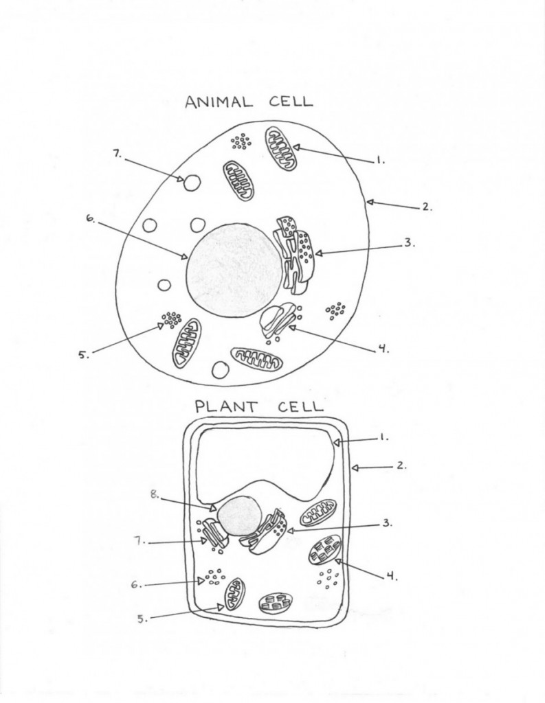 Animal Cell Diagram Coloring Pages