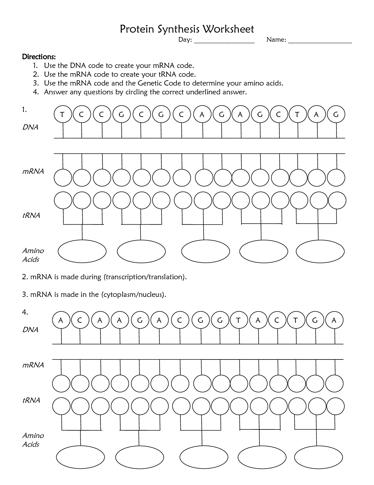 9 Best Images of Transcription Protein Synthesis Worksheet  Protein Synthesis Worksheet Answer 