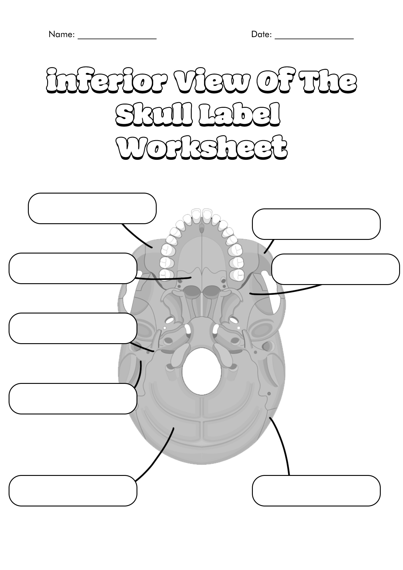 15 Best Images of Skull Labeling Worksheets - Skull Bones Unlabeled