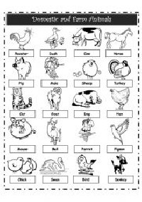 Domestic and Wild Animals Worksheet