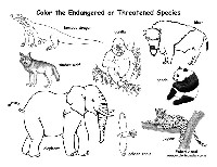 Endangered Animal Coloring Pages