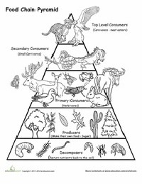 Food Chain Pyramid Worksheets