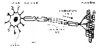 Motor Neuron Diagram Unlabeled