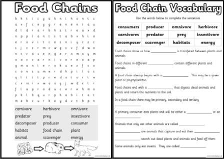  Printable Food Chain Worksheets