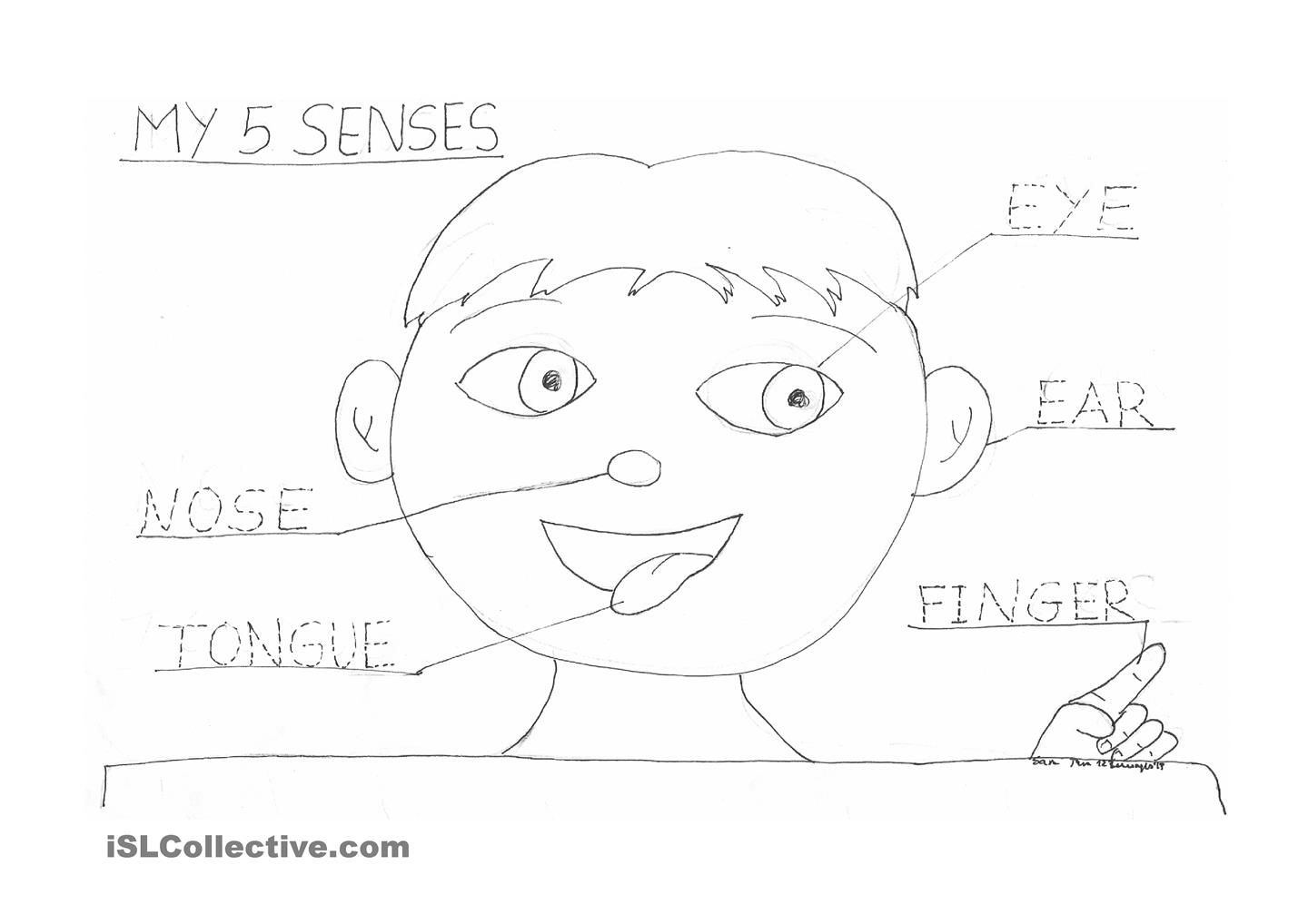 My 5 Senses Printable Worksheets