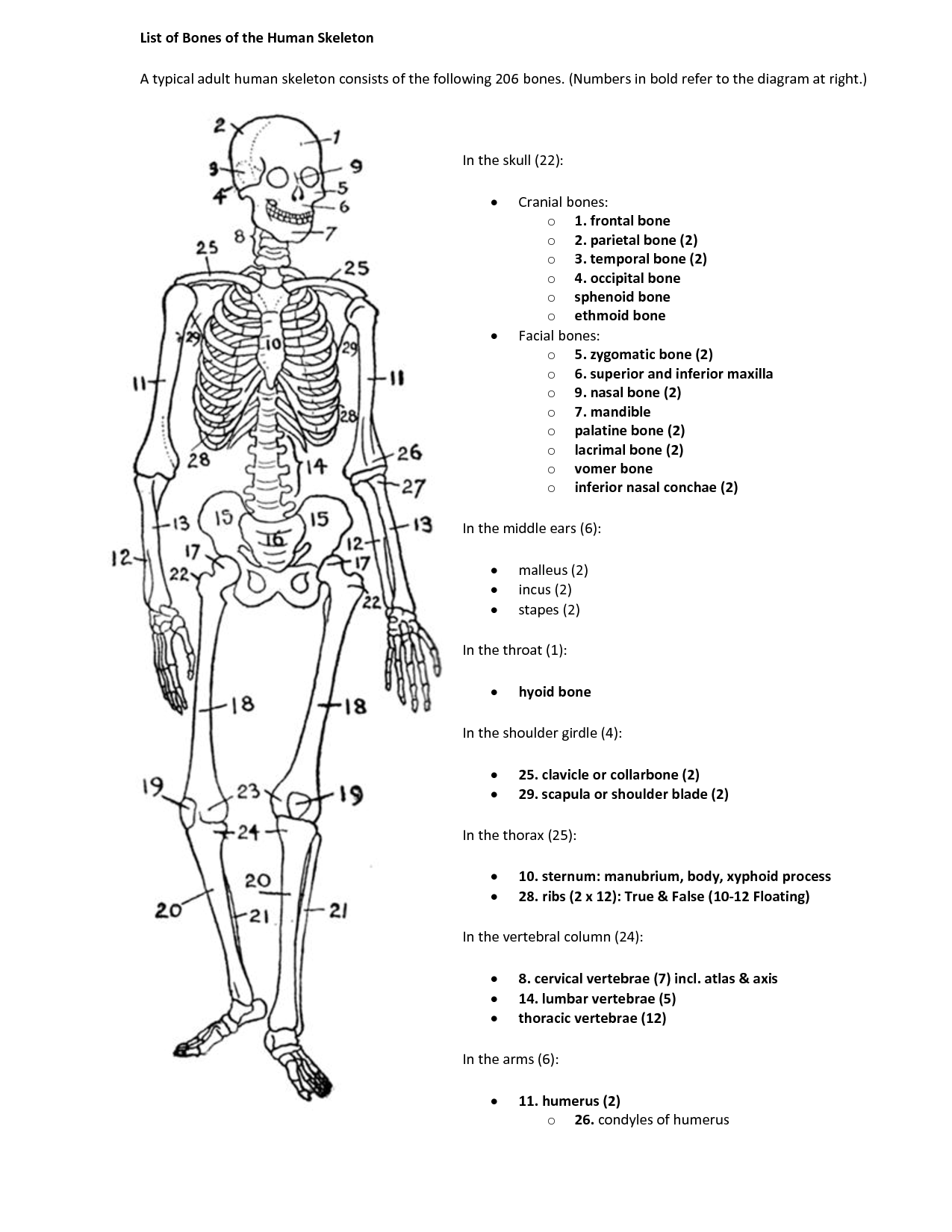 11 Best Images of Horse Anatomy Blank Worksheet - Sacrum and Coccyx