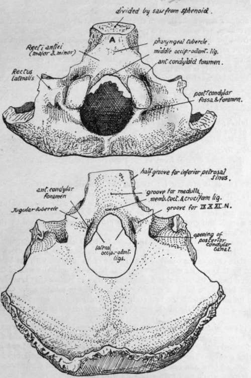 11 Best Images of Horse Anatomy Blank Worksheet - Sacrum and Coccyx