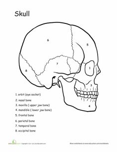9 Best Images of Dental Anatomy Worksheets - Tooth Anatomy Diagram
