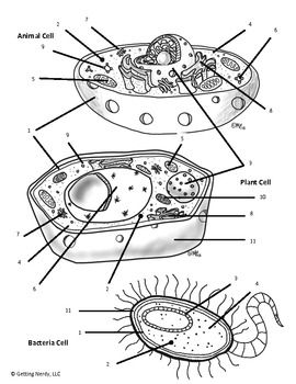 7 Best Images of Blank Horse Parts Worksheet - Cell Organelles Color by