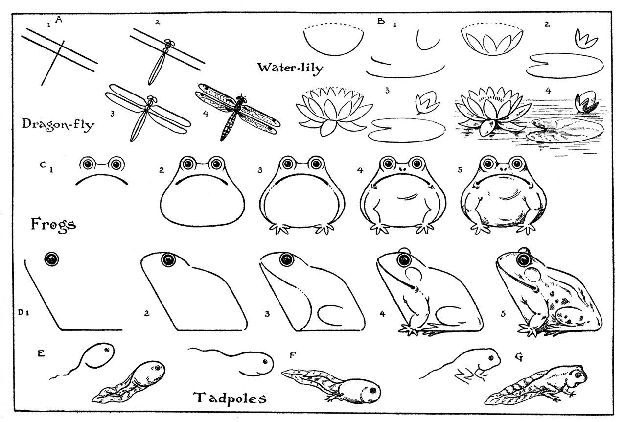 Cute Easy to Draw Frogs Step by Step