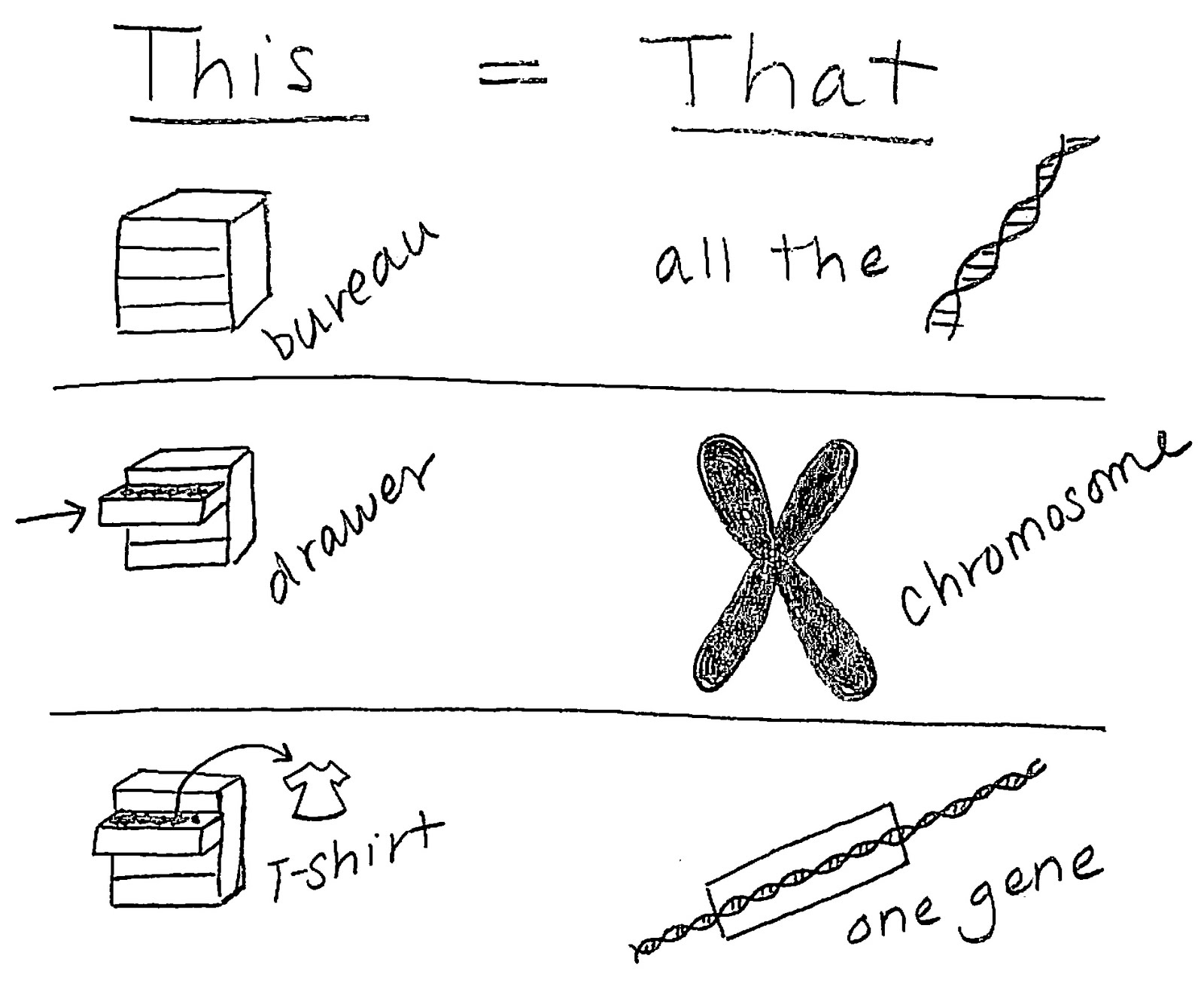 13 Best Images Of Chromosomes And Genes Worksheet