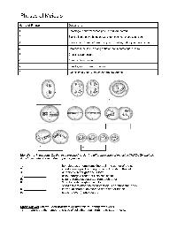 Meiosis Stages Worksheet Answers